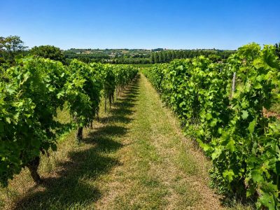 Vue depuis MSF Packaging, au milieu des vignes des vins de Graves. Bouteilles bouchons cartons capsules à votre dispo au coeur du vignobles